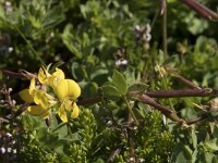 Lotus corniculatus 75, Gewone rolklaver, Saxifraga-Willem van Kruijsbergen