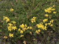 Lotus corniculatus 76, Gewone rolklaver, Saxifraga-Willem van Kruijsbergen