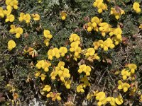 Lotus corniculatus ssp carpetanus 67, Saxifraga-Willem van Kruijsbergen