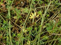 Lotus corniculatus ssp tenuis 30, Saxifraga-Rutger Barendse