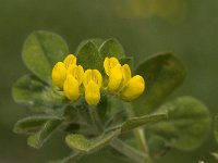 Lotus creticus 7, Saxifraga-Jan van der Straaten