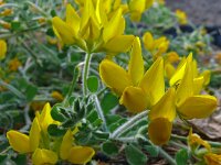 Lotus hillebrandii 4, Saxifraga-Hans Grotenhuis