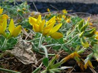 Lotus hillebrandii 5, Saxifraga-Hans Grotenhuis