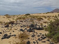 Lotus lancerottensis 11, Saxifraga-Hans Grotenhuis