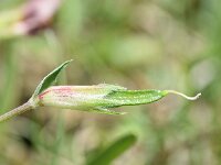 Lotus maritimus 55, Hauwklaver, Saxifraga-Hans Grotenhuis  732. Hauwklaver - Tetragonolobus maritimus - Fabaceae familie (i)