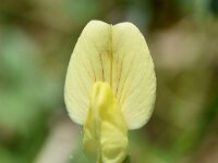 Lotus maritimus 56, Hauwklaver, Saxifraga-Hans Grotenhuis  732. Hauwklaver - Tetragonolobus maritimus - Fabaceae familie (i) Kunderberg (Voerendaal)