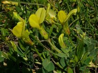 Lotus maritimus 57, Hauwklaver, Saxifraga-Hans Grotenhuis