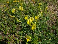 Lotus maritimus 58, Hauwklaver, Saxifraga-Hans Grotenhuis