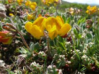 Lotus ornithopodioides 15, Saxifraga-Hans Grotenhuis