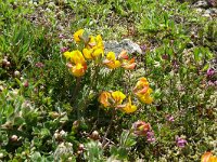 Lotus ornithopodioides 16, Saxifraga-Hans Grotenhuis
