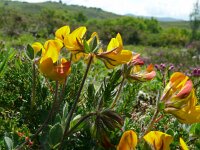 Lotus ornithopodioides 17, Saxifraga-Hans Grotenhuis