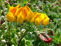 Lotus ornithopodioides 18, Saxifraga-Hans Grotenhuis