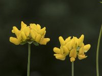 Lotus pedunculatus 12, Moerasrolklaver, Saxifraga-Willem van Kruijsbergen