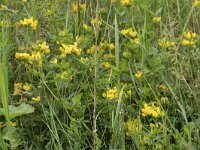 Lotus pedunculatus 11, Moerasrolklaver, Saxifraga-Willem van Kruijsbergen