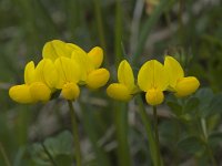 Lotus pedunculatus 2, Moerasrolklaver, Saxifraga-Willem van Kruijsbergen