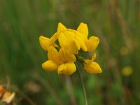 Lotus pedunculatus 4, Moerasrolklaver, Saxifraga-Hans Dekker