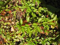 Ludwigia palustris, Hampshire-purslane