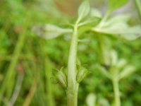 Ludwigia palustris 10, Waterlepeltje, Saxifraga-Rutger Barendse
