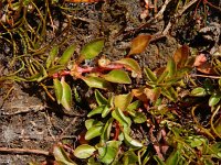 Ludwigia palustris 14, Waterlepeltje, Saxifraga-Ed Stikvoort