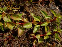 Ludwigia palustris 15, Waterlepeltje, Saxifraga-Ed Stikvoort