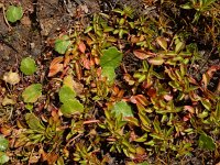 Ludwigia palustris 16, Waterlepeltje, Saxifraga-Ed Stikvoort