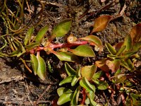 Ludwigia palustris 17, Waterlepeltje, Saxifraga-Ed Stikvoort