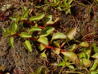 Ludwigia palustris 18, Waterlepeltje, Saxifraga-Ed Stikvoort