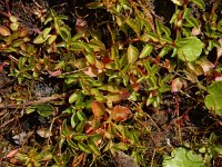 Ludwigia palustris 19, Waterlepeltje, Saxifraga-Ed Stikvoort