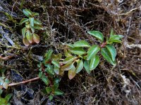 Ludwigia palustris 22, Waterlepeltje, Saxifraga-Ed Stikvoort