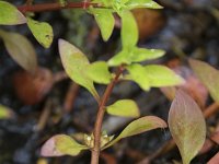 Ludwigia palustris 25, Waterlepeltje, Saxifraga-Willem van Kruijsbergen