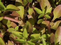 Ludwigia palustris 28, Waterlepeltje, Saxifraga-Willem van Kruijsbergen