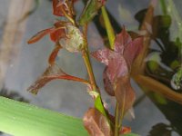 Ludwigia palustris 3, Waterlepeltje, Saxifraga-Rutger Barendse