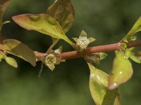 Ludwigia palustris 31, Waterlepeltje, Saxifraga-Willem van Kruijsbergen