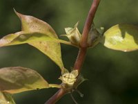 Ludwigia palustris 33, Waterlepeltje, Saxifraga-Willem van Kruijsbergen