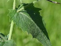 Lunaria annua 26, Tuinjudaspenning, Saxifraga-Sonja Bouwman