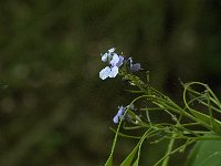 Lunaria rediviva 11, Wilde judaspenning, Saxifraga-Jan van der Straaten