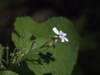 Lunaria rediviva 12, Wilde judaspenning, Saxifraga-Jan van der Straaten