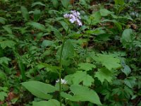 Lunaria rediviva 14, Wilde judaspenning, Saxifraga-Ed Stikvoort