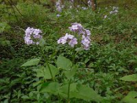 Lunaria rediviva 16, Wilde judaspenning, Saxifraga-Ed Stikvoort