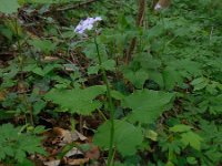 Lunaria rediviva 17, Wilde judaspenning, Saxifraga-Ed Stikvoort