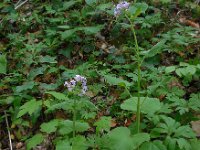 Lunaria rediviva 19, Wilde judaspenning, Saxifraga-Ed Stikvoort