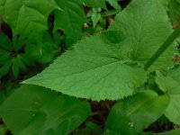 Lunaria rediviva 20, Wilde judaspenning, Saxifraga-Ed Stikvoort