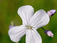 Lunaria rediviva 22, Wilde judaspenning, Saxifraga-Sonja Bouwman  719. Wilde judaspenning - Lunaria rediviva - Brassicaceae familie (zw) Sandwijck (De Bilt)