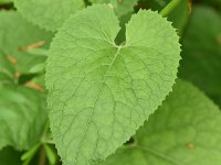 Lunaria rediviva 23, Wilde judaspenning, Saxifraga-Sonja Bouwman  719. Wilde judaspenning - Lunaria rediviva - Brassicaceae familie (zw)