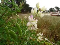 Lupinus albus 16, Saxifraga-Hans Grotenhuis