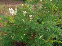Lupinus albus 17, Saxifraga-Hans Grotenhuis