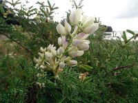 Lupinus albus 18, Saxifraga-Hans Grotenhuis