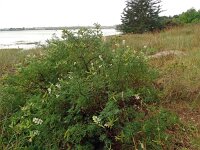 Lupinus albus 19, Saxifraga-Hans Grotenhuis