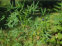 Lupinus angustifolius 20, Blauwe lupine, Saxifraga-Rutger Barendse
