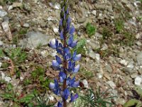 Lupinus angustifolius 30, Blauwe lupine, Saxifraga-Ed Stikvoort